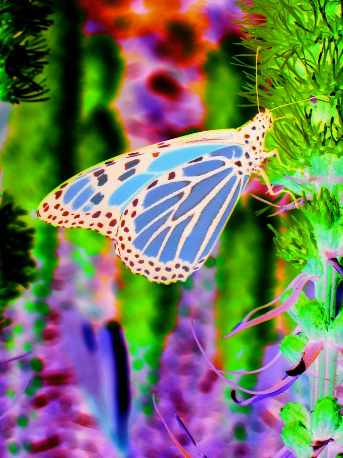 Creature Comforts Photo Print $15