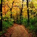 Fall Trail - Fine Art Photograph - 3 foot wall print