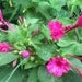 Four O'Clocks, Marvel of Peru, Mirabilis jalapa Organic Heirloom Seeds Night Blooming