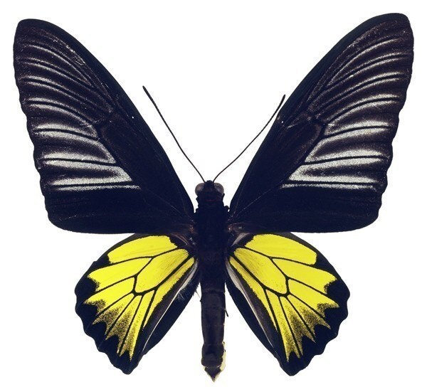  MARIPOSAS PARA DECOUPAGE
