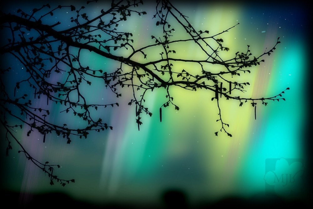 Tree Branch Silhouette Aurora Borealis Photography Print