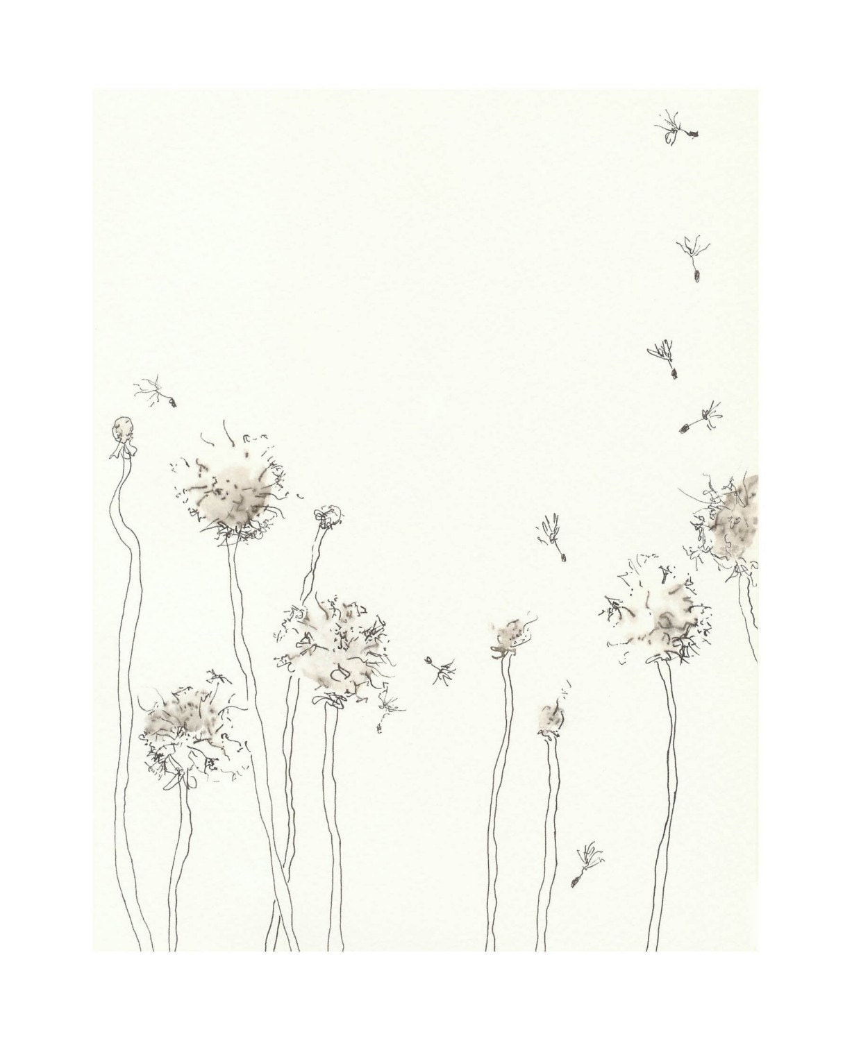 ink drawing of dandelions