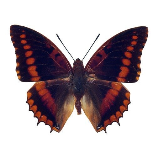  MARIPOSAS PARA DECOUPAGE