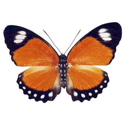  MARIPOSAS PARA DECOUPAGE