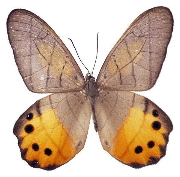  MARIPOSAS PARA DECOUPAGE
