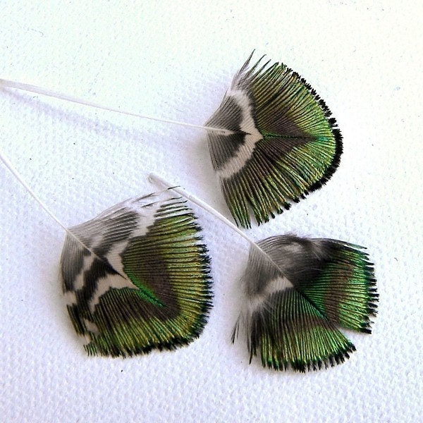 Tiny Peacock Feathers Green Gold Brown 16 Pcs From bellaregalo