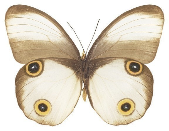  MARIPOSAS PARA DECOUPAGE