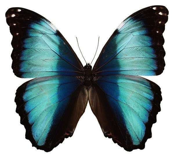  MARIPOSAS PARA DECOUPAGE