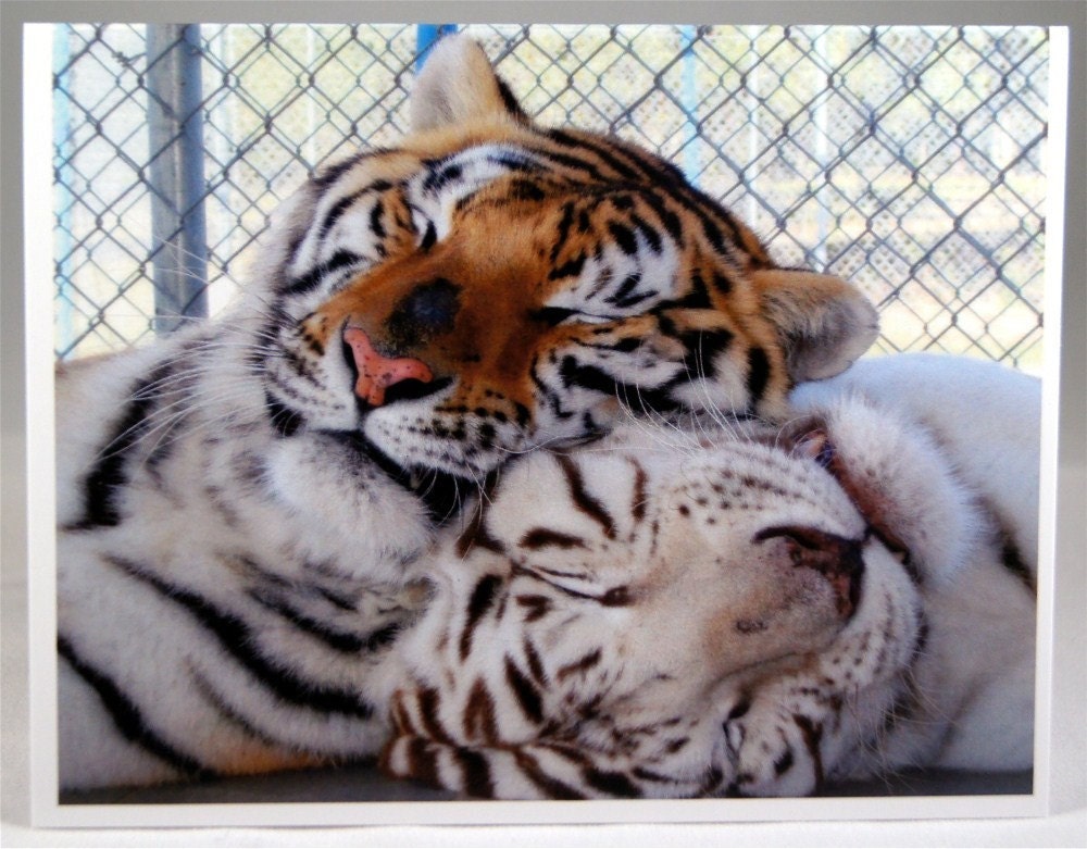 Baby Tigers Cuddling