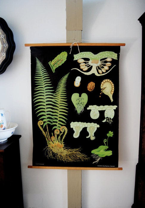 botany chart botany chart
