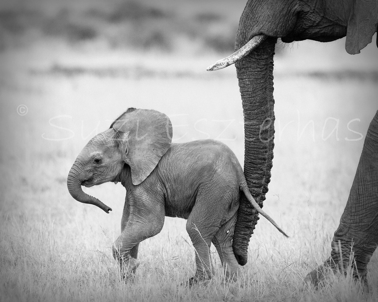 Elephant1