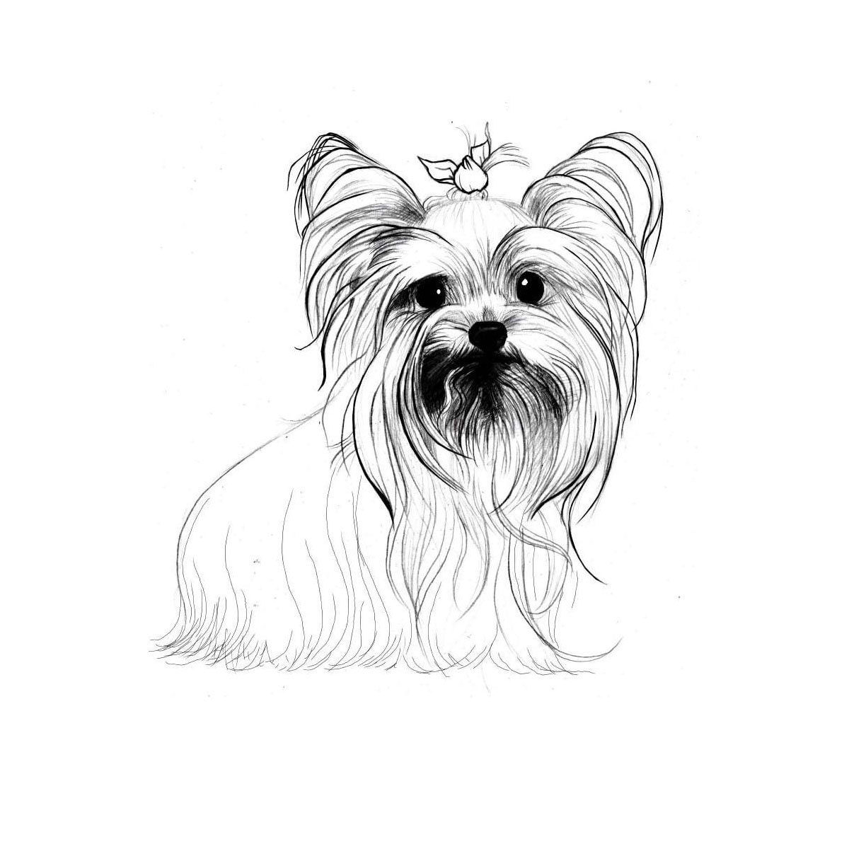 yorkie coloring pages - photo #6