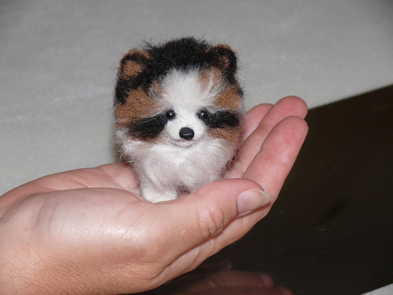 Httpm5xeuminiature Short Haired Pomeranian Murah Httpm5xeuminiature Short Haired Pomeranian Murah