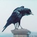 RavensCuriosities