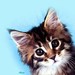 reallybadkitty
