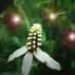 followingfireflies