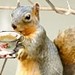TeaandSquirrels