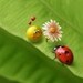 siameseladybug