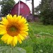 hickoryridgefarm