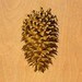pinecone718