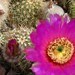 DesertMarigold09