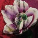 merrirose