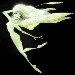littlegreenpixie
