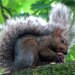 GreySquirrelAntiques