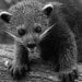 hellobinturong
