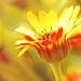 daisysgemgarden