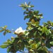 MagnoliaDrive
