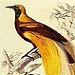 yellowbyrd