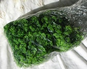 Gaming Model Train Trees Bushes Parsely Sprays Wholesale Millinery Greens Floral