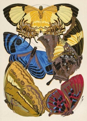 Butterfly Designs - Bird Cross Stitch Patterns