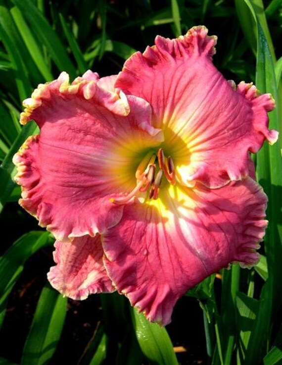 Phil Reilly daylily "Gwendolyn Rose"