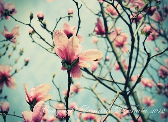 Flower Photography Magnolia Blossoms Pink Teal Blue Sky--Fine Art Nature Lomography 8x11