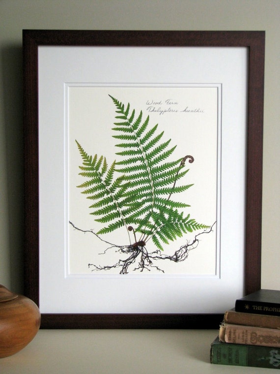 Pressed fern print, 11x14 double matted, fern study with roots, fiddlehead ferns botanical, wall decor no. 0070