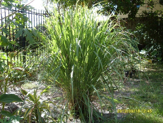 Lemongrass Plant 1 Quality STALK with roots Cymbopogon Citratus FLORIDA FRESHNESS Fever Tea Oil Cuisine Fevergrass Capim
