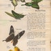 VINTAGE KIDS BOOK Let's Read About Butterflies Webster Classroom Science Library