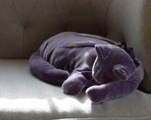 A Lavender Grey Velvet Cat