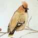 Watercolor Original Nature Painting Cedar Waxwing Woodland Bird by Laurie Rohner