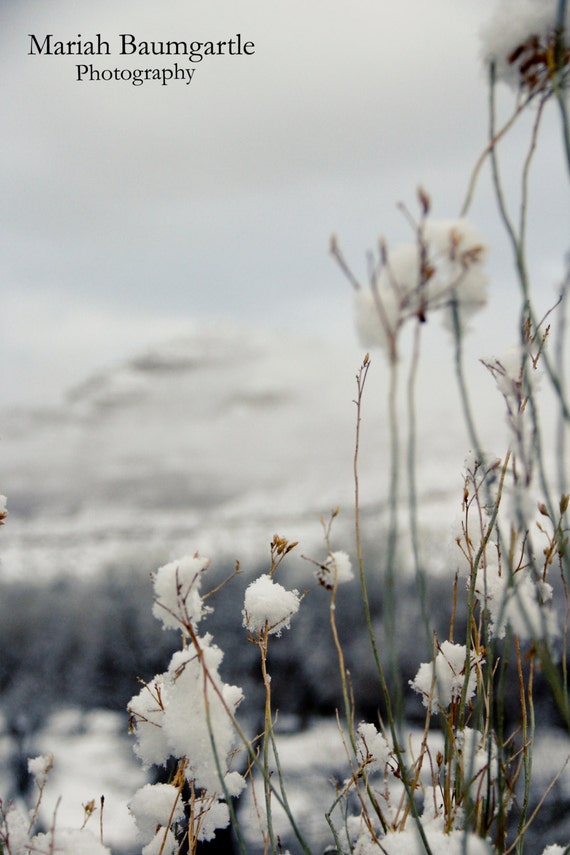 50% OFF PRINT SALE- Winter weeds.