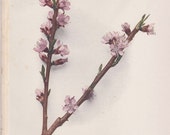 Vintage Floral Lithograph of Crosby Peach Blossoms 1940s (003)