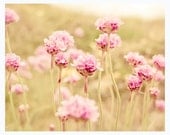 Dreamy nature photography, pastel pink flowers, 8x10 wall decor, shabby chic, light green grass, meadow, rustic - Sun Flared
