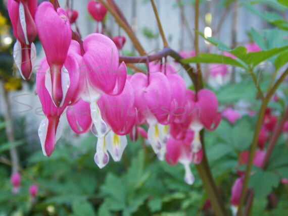 Beautiful Bleeding Heart photo - 8 x 10 frame Print Art Photography Pink Flower