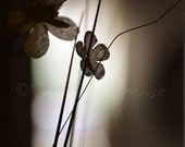 fine art photography - 8x10 - flower photography - wall art - shadows - light - room decor - blossom - the chiaroscuro of life