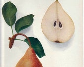 Vintage Floral Lithograph of Lincoln Coreless Pear 1940s (004)