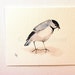 Watercolor Nature Original Painting Woodland Bird Chickadee by Laurie Rohner