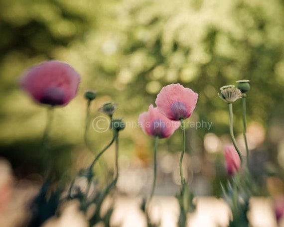 The Field- soft image of field of poppy flowers, in bright and happy spring colors, 8x10" (20x25cm)